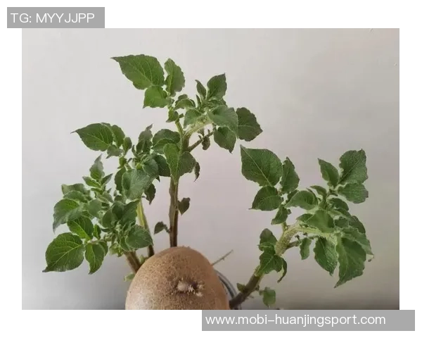 今日趣图：土豆开花的奇妙瞬间与枪手夺冠的美好期待